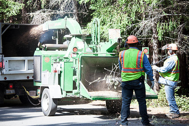 Professional Tree Services in Dexter, MO